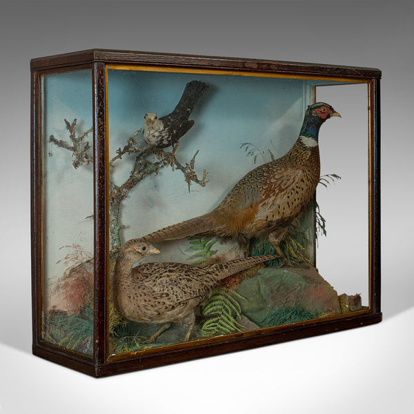Antique Taxidermy Scene, Birds, Pheasant, Blackbird, Display Case, Victorian