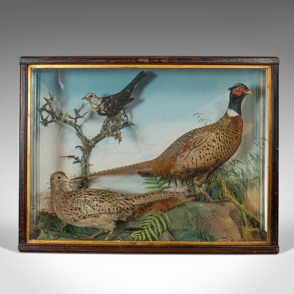 Antique Taxidermy Scene, Birds, Pheasant, Blackbird, Display Case, Victorian