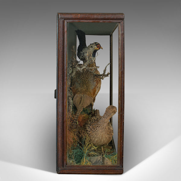 Antique Taxidermy Scene, Birds, Pheasant, Blackbird, Display Case, Victorian