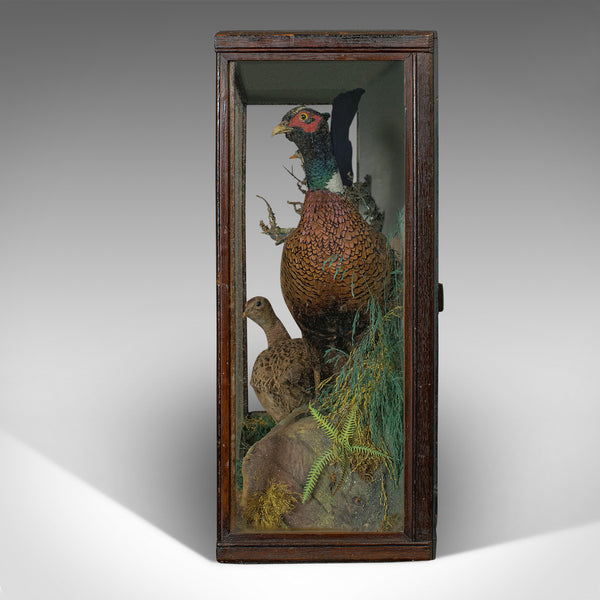 Antique Taxidermy Scene, Birds, Pheasant, Blackbird, Display Case, Victorian