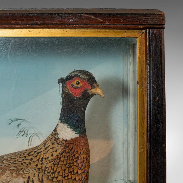 Antique Taxidermy Scene, Birds, Pheasant, Blackbird, Display Case, Victorian