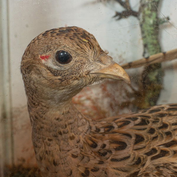 Antique Taxidermy Scene, Birds, Pheasant, Blackbird, Display Case, Victorian