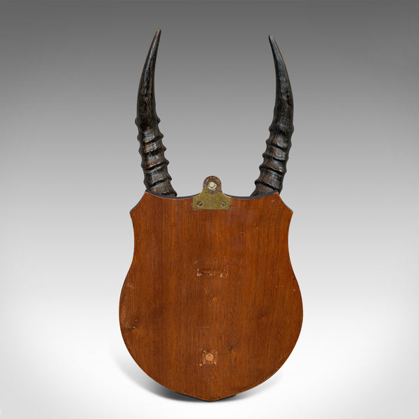 Antique Decorative Mounted Horn, English, Mountain Goat, Mahogany, Victorian