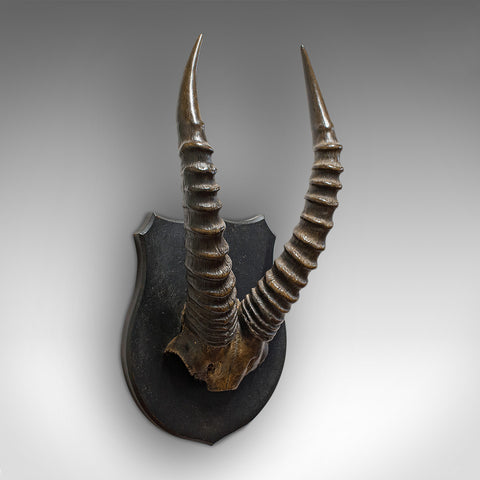 Antique Decorative Mounted Horn, English, Mountain Goat, Mahogany, Victorian
