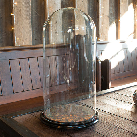 Antique Taxidermy Dome, English, Glass, Collectible, Display Showcase, Edwardian