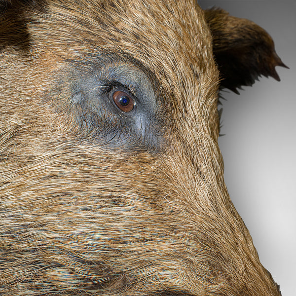 Large Vintage Wild Boar Trophy, French, Taxidermy Mount, Oak, Late 20th, 1988