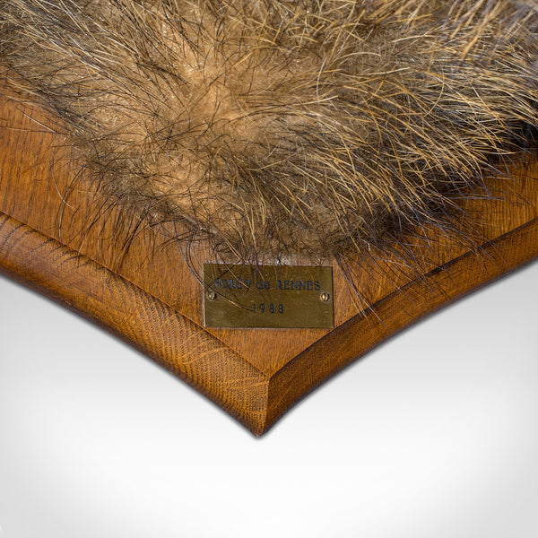 Large Vintage Wild Boar Trophy, French, Taxidermy Mount, Oak, Late 20th, 1988