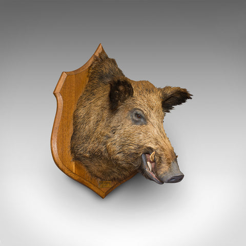 Large Vintage Wild Boar Trophy, French, Taxidermy Mount, Oak, Late 20th, 1988