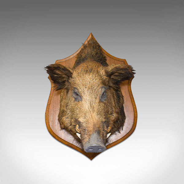 Large Vintage Wild Boar Trophy, French, Taxidermy Mount, Oak, Late 20th, 1988