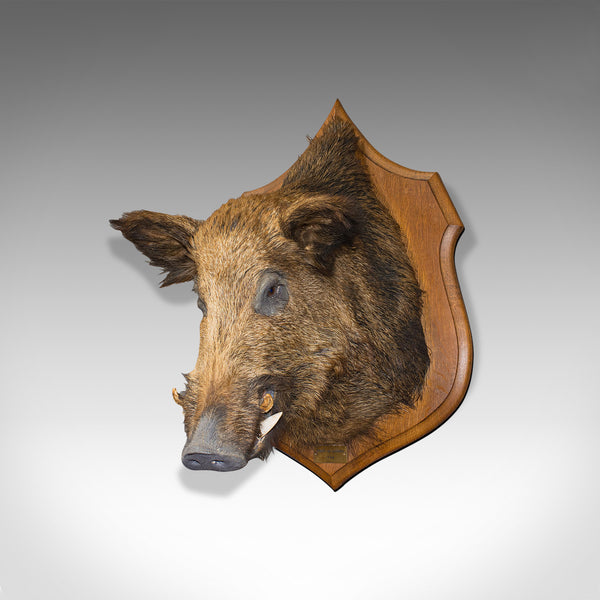 Large Vintage Wild Boar Trophy, French, Taxidermy Mount, Oak, Late 20th, 1988