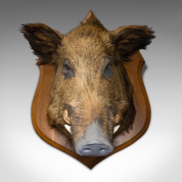 Large Vintage Wild Boar Trophy, French, Taxidermy Mount, Oak, Late 20th, 1988