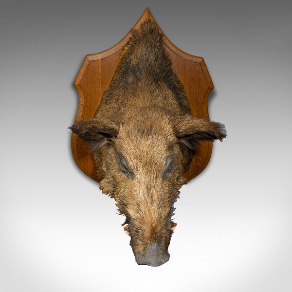 Large Vintage Wild Boar Trophy, French, Taxidermy Mount, Oak, Late 20th, 1988