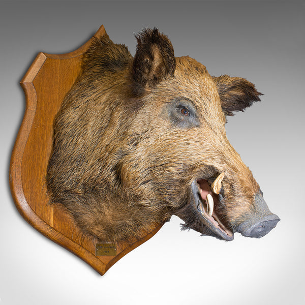 Large Vintage Wild Boar Trophy, French, Taxidermy Mount, Oak, Late 20th, 1988