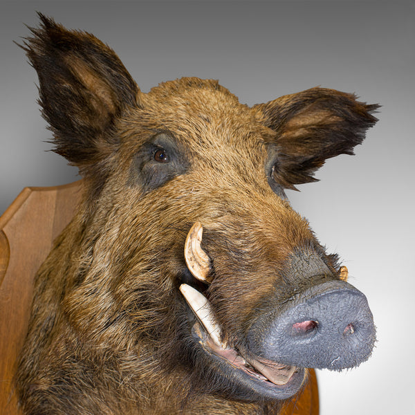 Large Vintage Wild Boar Trophy, French, Taxidermy Mount, Oak, Late 20th, 1988