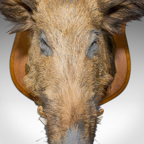 Large Vintage Wild Boar Trophy, French, Taxidermy Mount, Oak, Late 20th, 1988