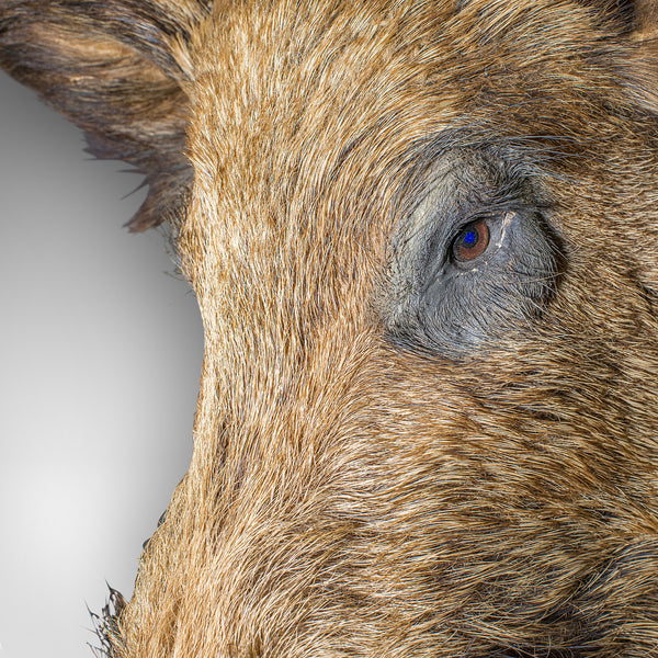 Large Vintage Wild Boar Trophy, French, Taxidermy Mount, Oak, Late 20th, 1988