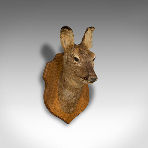 Vintage Deer Trophy, English, Taxidermy, Study, Oak, Display, Mount, Countryside