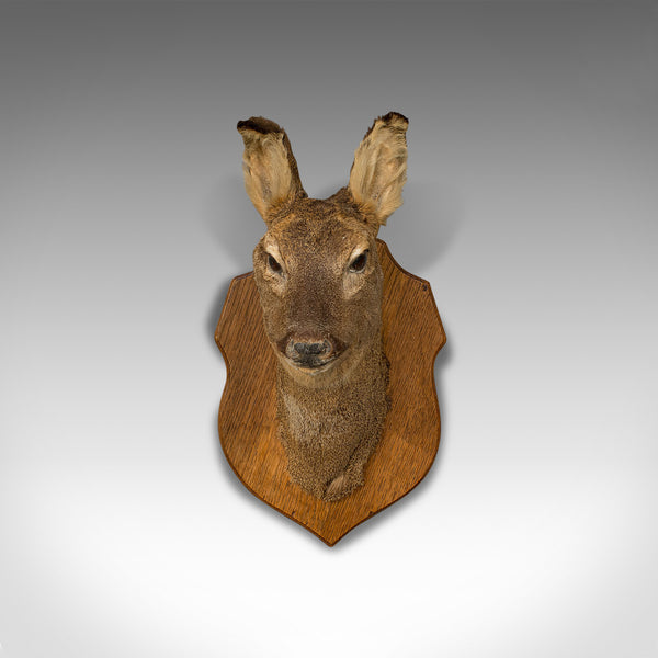 Vintage Deer Trophy, English, Taxidermy, Study, Oak, Display, Mount, Countryside