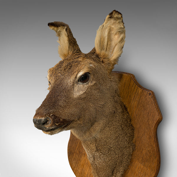 Vintage Deer Trophy, English, Taxidermy, Study, Oak, Display, Mount, Countryside