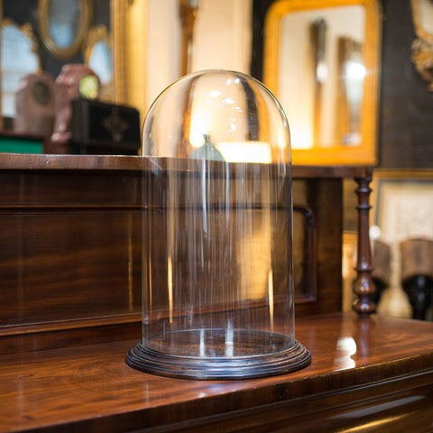 Antique Display Dome, English, Glass, Mahogany, Taxidermy, Showcase, Victorian
