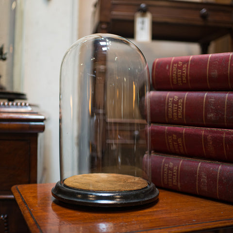 Antique Taxidermy Showcase, English, Glass, Leather, Display Dome, 19th Century