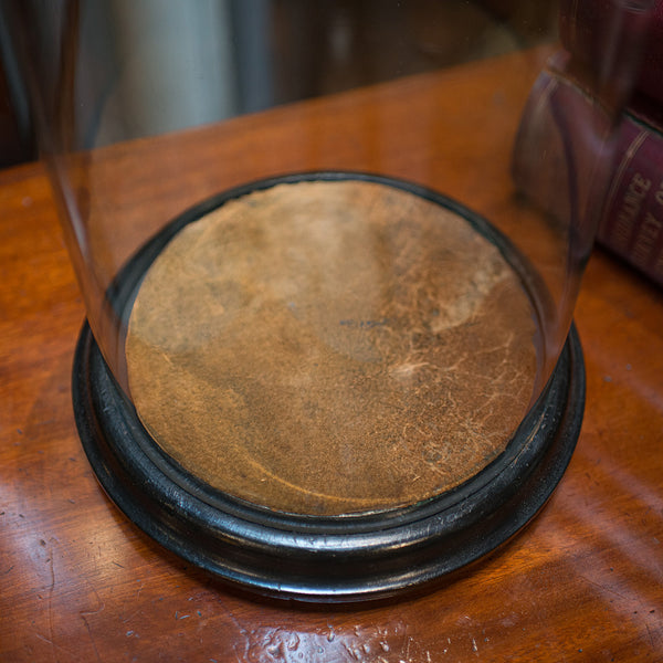 Antique Taxidermy Showcase, English, Glass, Leather, Display Dome, 19th Century