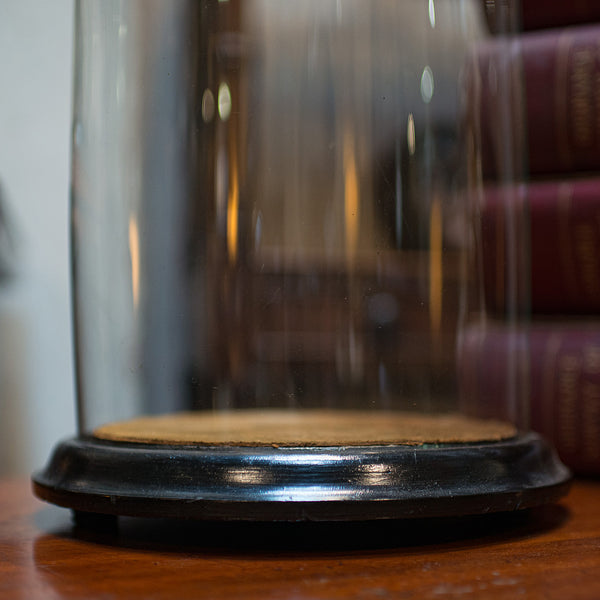 Antique Taxidermy Showcase, English, Glass, Leather, Display Dome, 19th Century