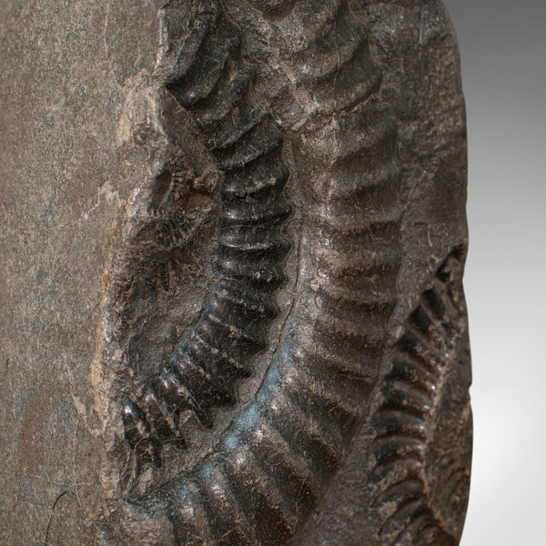 Vintage Decorative Ammonite, Fossil, Geological, Ornament, Natural History, Oak