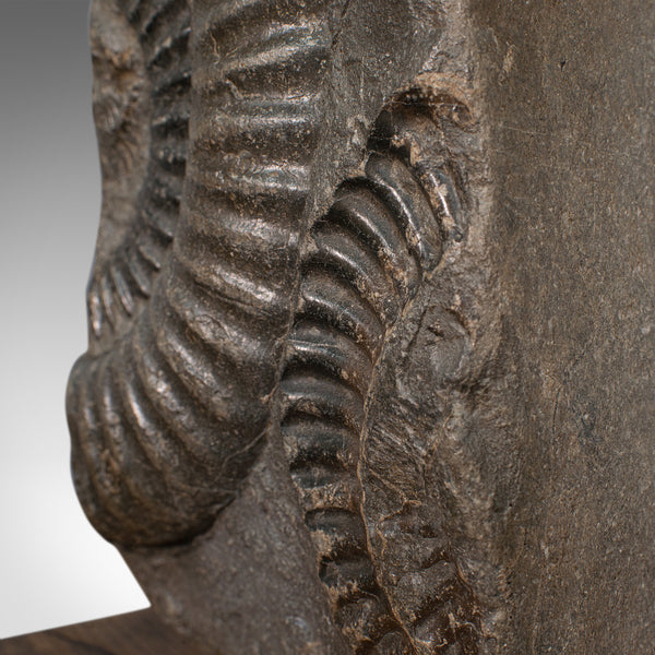 Vintage Decorative Ammonite, Fossil, Geological, Ornament, Natural History, Oak
