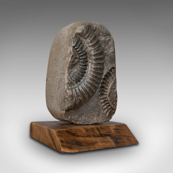 Vintage Decorative Ammonite, Fossil, Geological, Ornament, Natural History, Oak