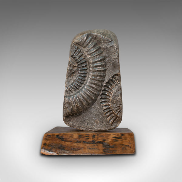 Vintage Decorative Ammonite, Fossil, Geological, Ornament, Natural History, Oak