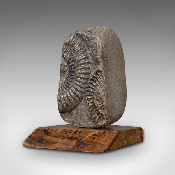 Vintage Decorative Ammonite, Fossil, Geological, Ornament, Natural History, Oak