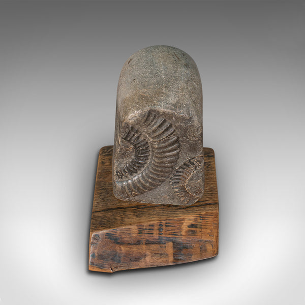 Vintage Decorative Ammonite, Fossil, Geological, Ornament, Natural History, Oak