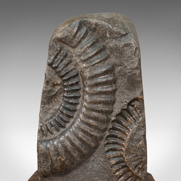 Vintage Decorative Ammonite, Fossil, Geological, Ornament, Natural History, Oak