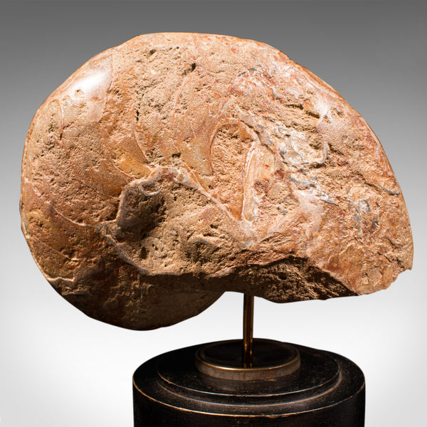 Antique Decorative Ammonite, English, Geological, Ornament, Nautilus Fossil
