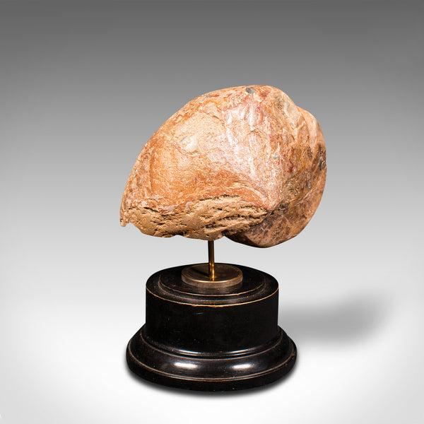 Antique Decorative Ammonite, English, Geological, Ornament, Nautilus Fossil
