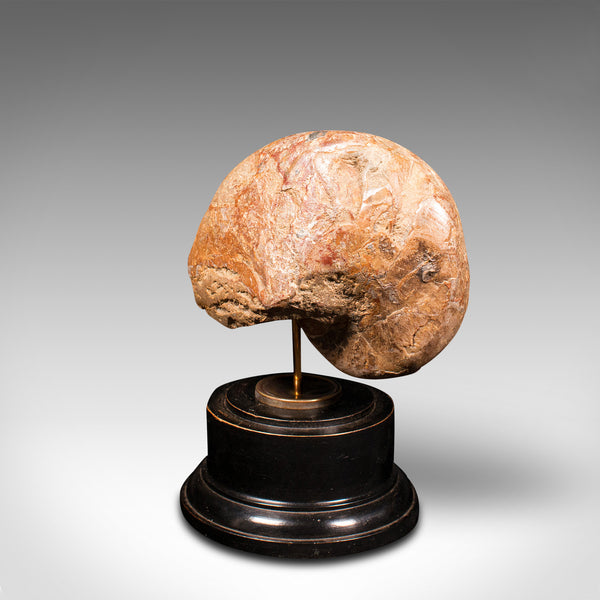 Antique Decorative Ammonite, English, Geological, Ornament, Nautilus Fossil
