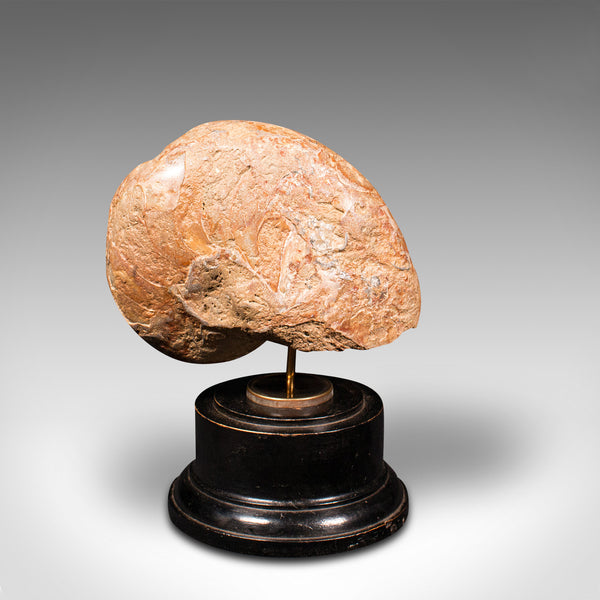 Antique Decorative Ammonite, English, Geological, Ornament, Nautilus Fossil