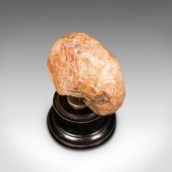 Antique Decorative Ammonite, English, Geological, Ornament, Nautilus Fossil