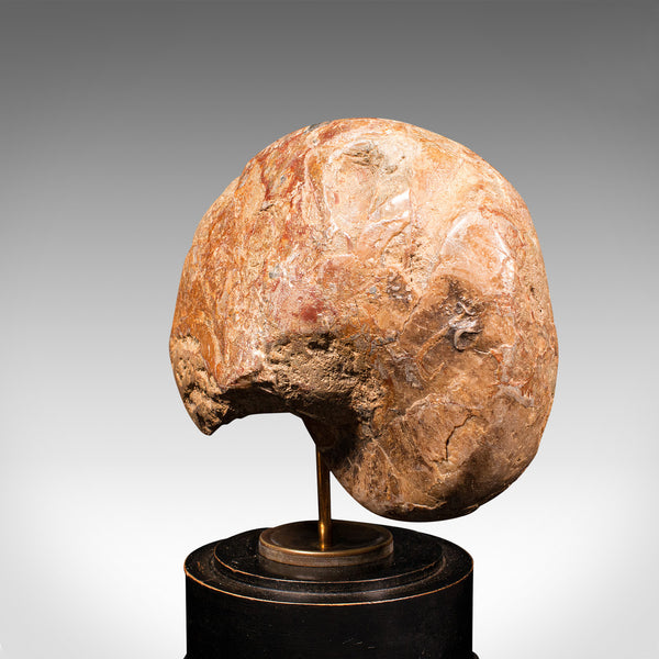 Antique Decorative Ammonite, English, Geological, Ornament, Nautilus Fossil