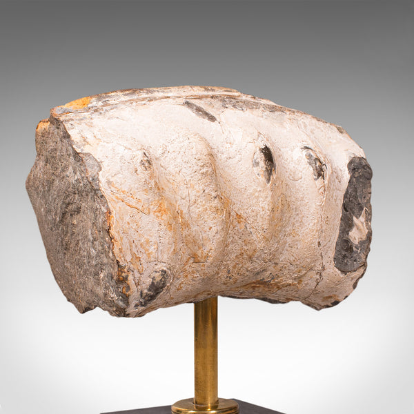 Vintage Display Fossil, English, Geological Study, Ornament, Desktop Paperweight