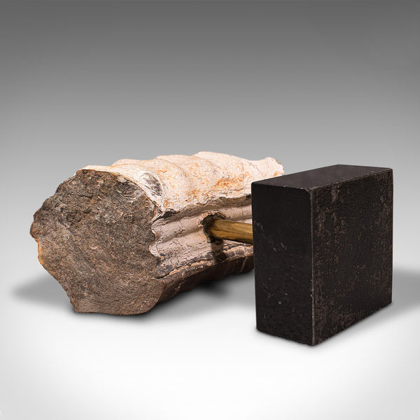 Vintage Display Fossil, English, Geological Study, Ornament, Desktop Paperweight