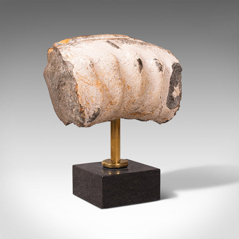 Vintage Display Fossil, English, Geological Study, Ornament, Desktop Paperweight