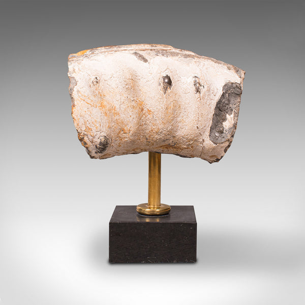Vintage Display Fossil, English, Geological Study, Ornament, Desktop Paperweight
