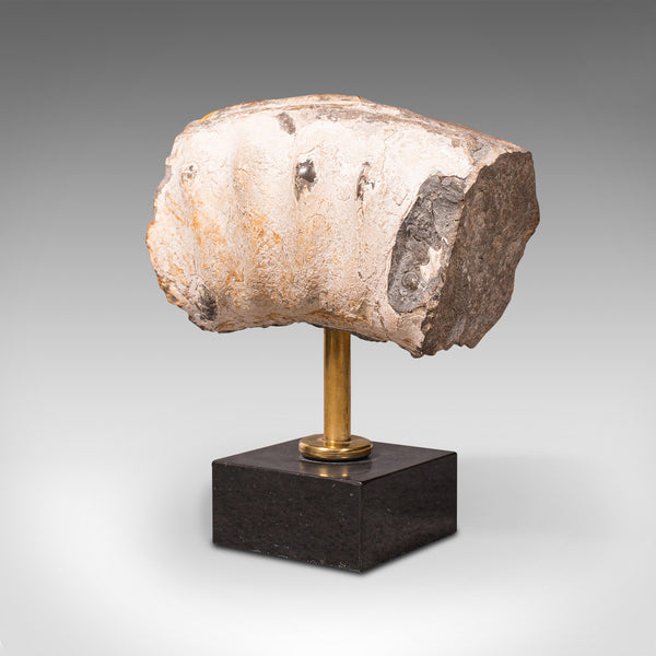 Vintage Display Fossil, English, Geological Study, Ornament, Desktop Paperweight