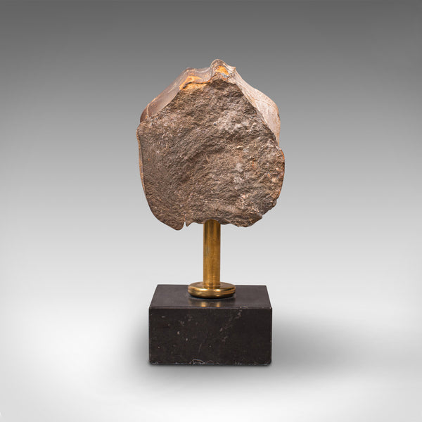 Vintage Display Fossil, English, Geological Study, Ornament, Desktop Paperweight
