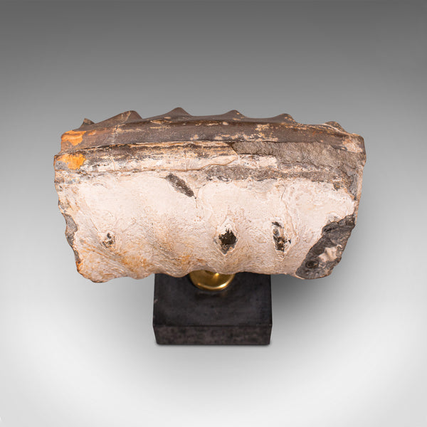 Vintage Display Fossil, English, Geological Study, Ornament, Desktop Paperweight