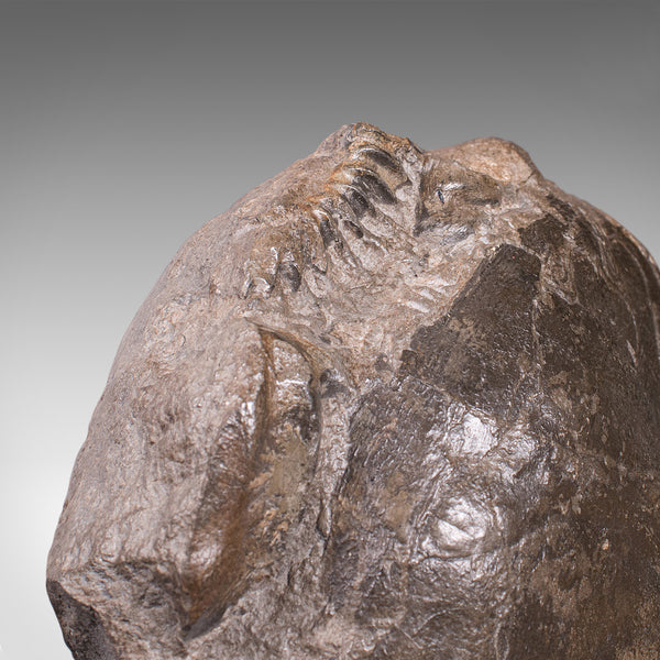 Large Antique Decorative Ammonite, English, Fossil, Geological Ornament, C.1910