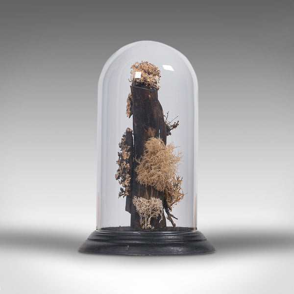 Vintage Taxidermy Display Dome, Glass, Specimen, Moss, Lichen, Late 20th Century