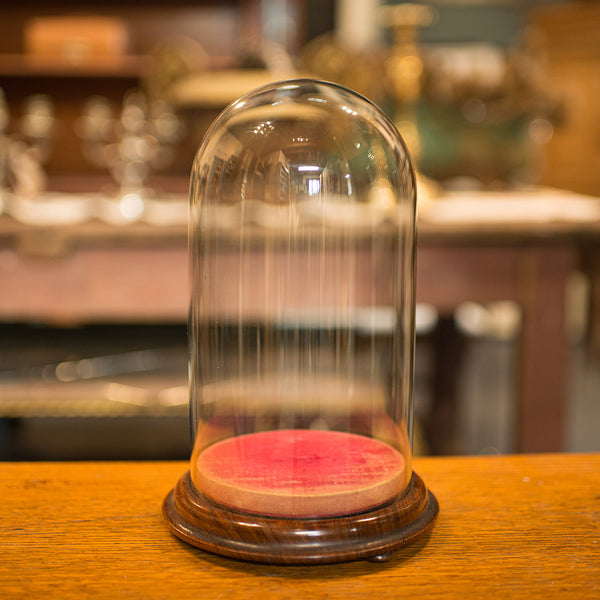 Antique Display Dome, English, Glass, Walnut, Taxidermy, Collectibles, Victorian